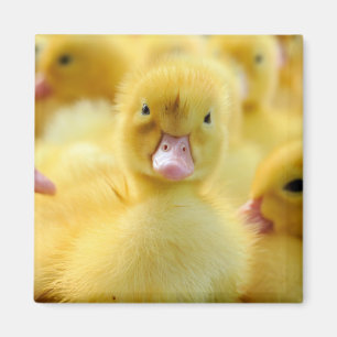 Cutest Baby Animals Baby Duck Group Magnet
