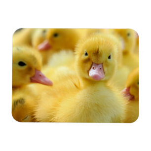 Cutest Baby Animals Baby Duck Group Magnet