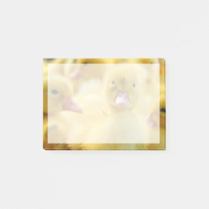 Cutest Baby Animals   Baby Duck Group Post-it Notes