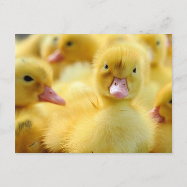Cutest Baby Animals | Baby Duck Group Postcard (Front)