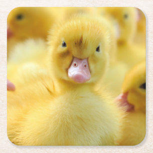 Cutest Baby Animals   Baby Duck Group Square Paper Coaster