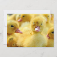 Cutest Baby Animals | Baby Duck Group