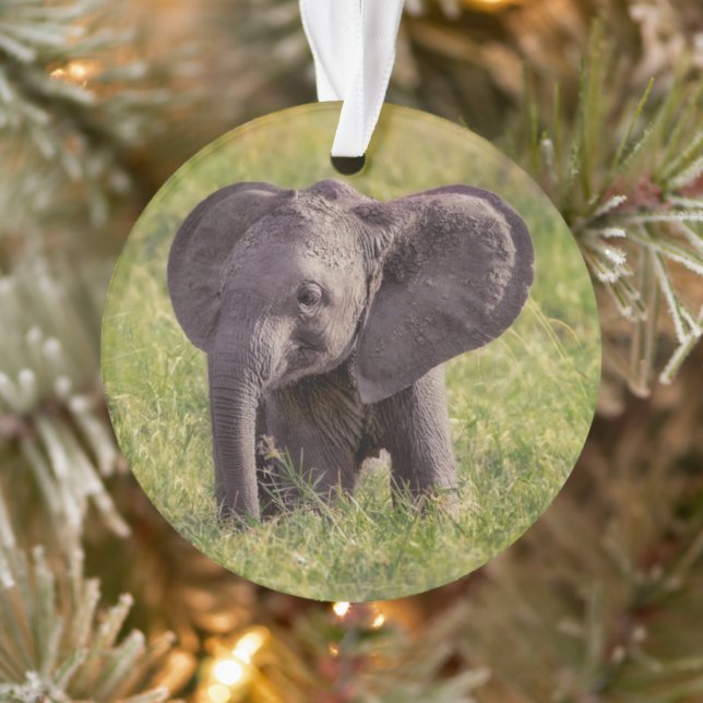 Cutest Baby Animals | Baby Elephant Kenya Africa (Arbre)