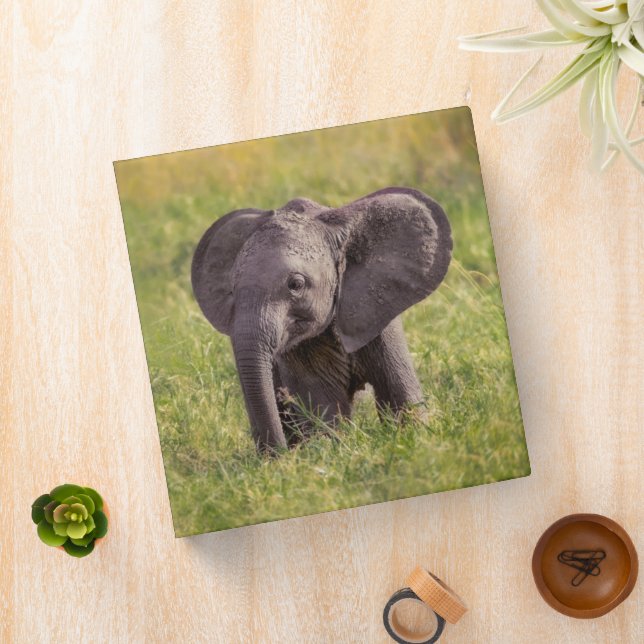 Cutest Baby Animals | Baby Elephant Kenya Africa Binder (In Situ)
