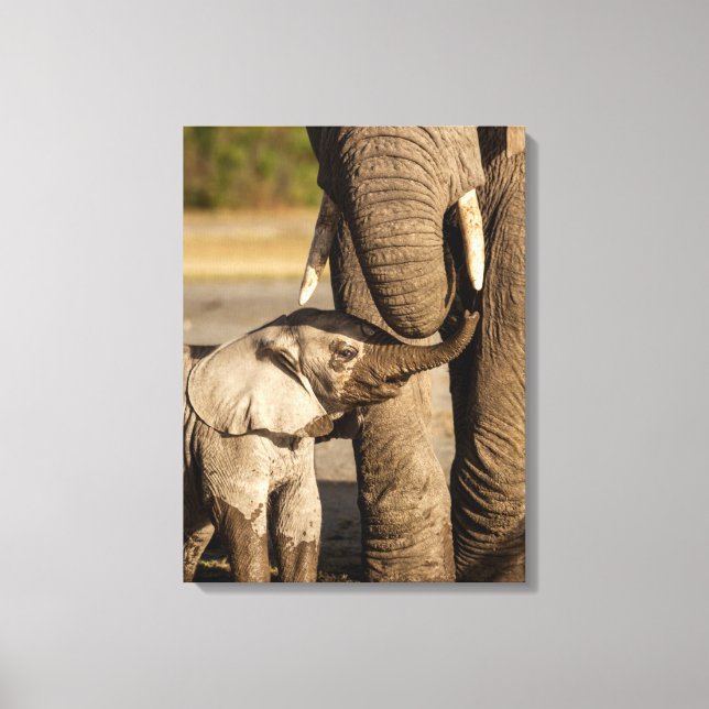 Cutest Baby Animals | Baby Elephant & Mama Canvas Print (Front)