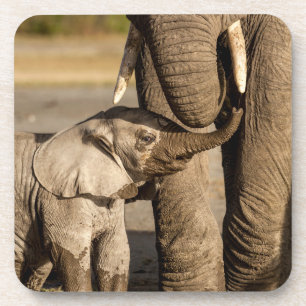 Cutest Baby Animals Baby Elephant & Mama Coaster