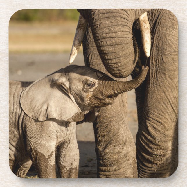 Cutest Baby Animals | Baby Elephant & Mama Coaster (Front)
