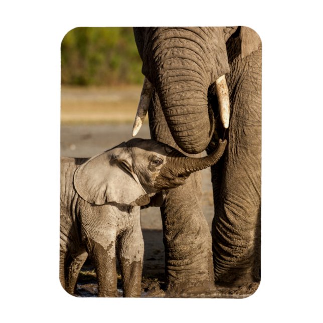 Cutest Baby Animals | Baby Elephant & Mama Magnet (Vertical)