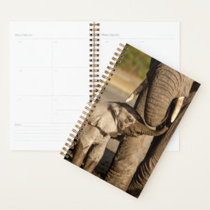 Cutest Baby Animals   Baby Elephant & Mama Planner