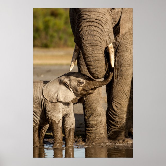 Cutest Baby Animals | Baby Elephant & Mama Poster (Front)