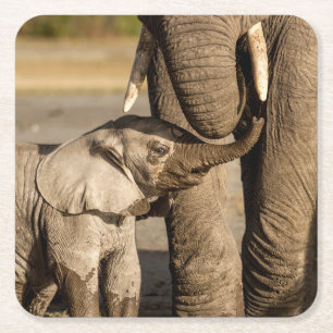 Cutest Baby Animals Baby Elephant & Mama Square Paper Coaster