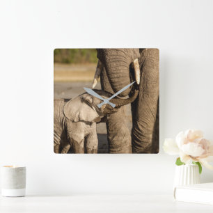 Cutest Baby Animals   Baby Elephant & Mama Square Wall Clock
