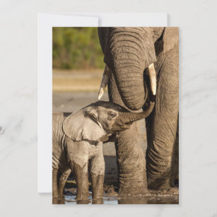 Cutest Baby Animals   Baby Elephant & Mama Thank You Card
