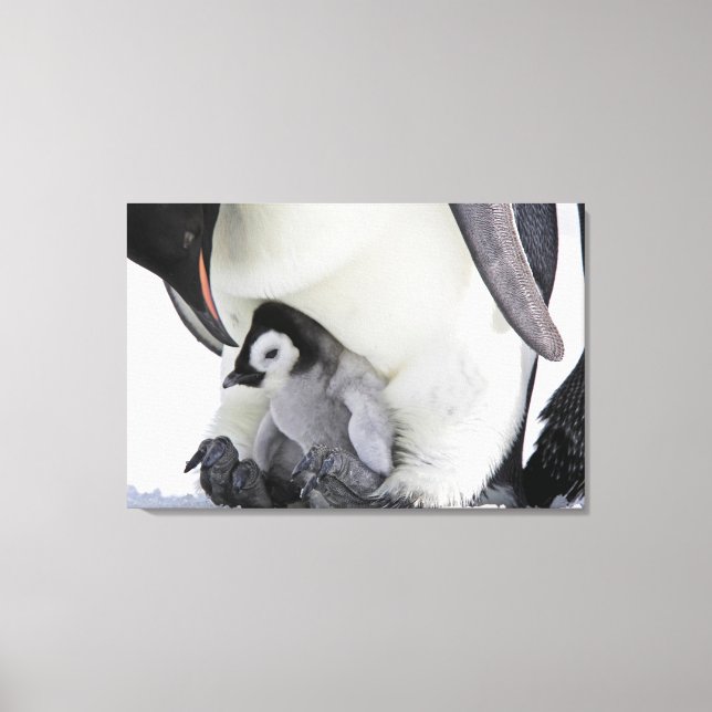 Cutest Baby Animals | Baby Emperor Penguin Canvas Print (Front)