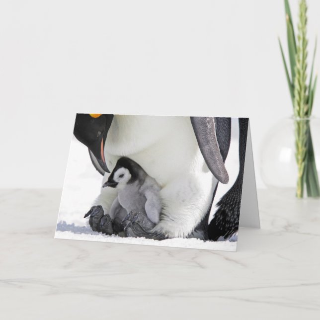 Cutest Baby Animals | Baby Emperor Penguin Card (Front)