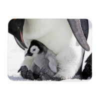 Cutest Baby Animals | Baby Emperor Penguin