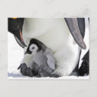 Cutest Baby Animals | Baby Emperor Penguin