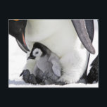 Cutest Baby Animals | Baby Emperor Penguin Postcard<br><div class="desc">This cute Getty Images photo features an Emperor Penguin,  Snow Hill Island,  Antarctica.</div>