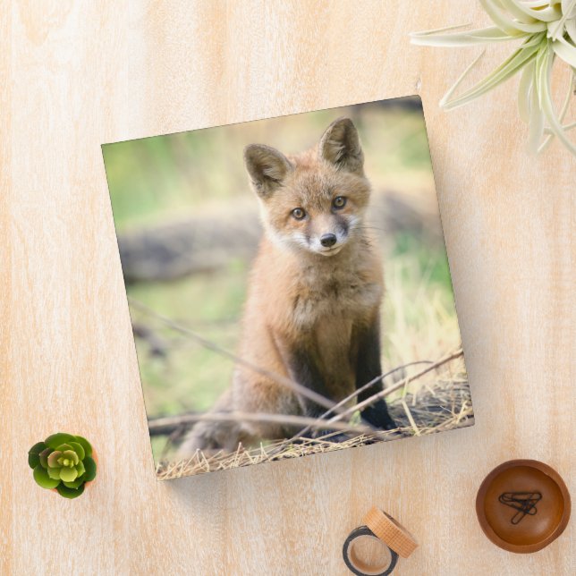 Cutest Baby Animals | Baby Fox Binder (In Situ)