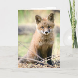Cutest Baby Animals Baby Fox Card