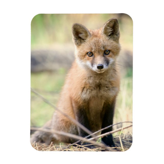 Cutest Baby Animals | Baby Fox Magnet (Vertical)