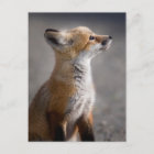 Cutest Baby Animals | Baby Fox Portrait