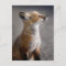 Cutest Baby Animals | Baby Fox Portrait