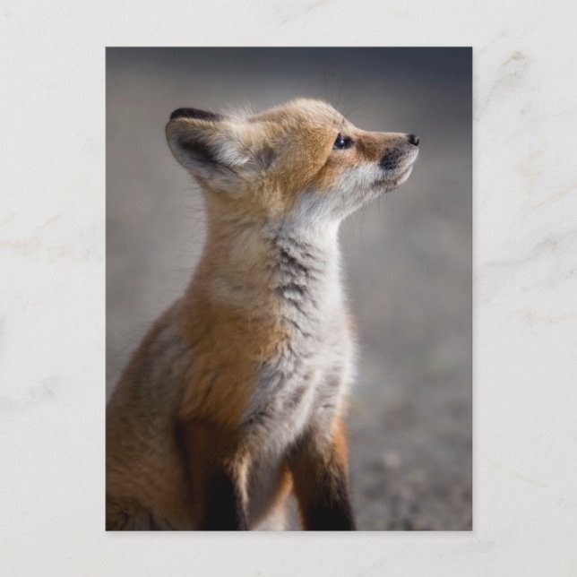 Cutest Baby Animals | Baby Fox Portrait Postcard (Front)