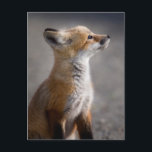 Cutest Baby Animals | Baby Fox Portrait Postcard<br><div class="desc">This cute Getty baby animals image features a baby fox portrait.</div>