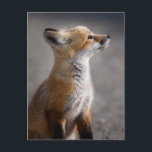 Cutest Baby Animals | Baby Fox Portrait Postcard<br><div class="desc">This cute Getty baby animals image features a baby fox portrait.</div>