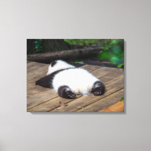 Cutest Baby Animals   Baby Giant Panda Sleeping Canvas Print