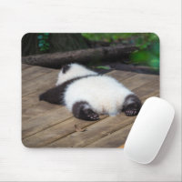 Cutest Baby Animals | Baby Giant Panda Sleeping