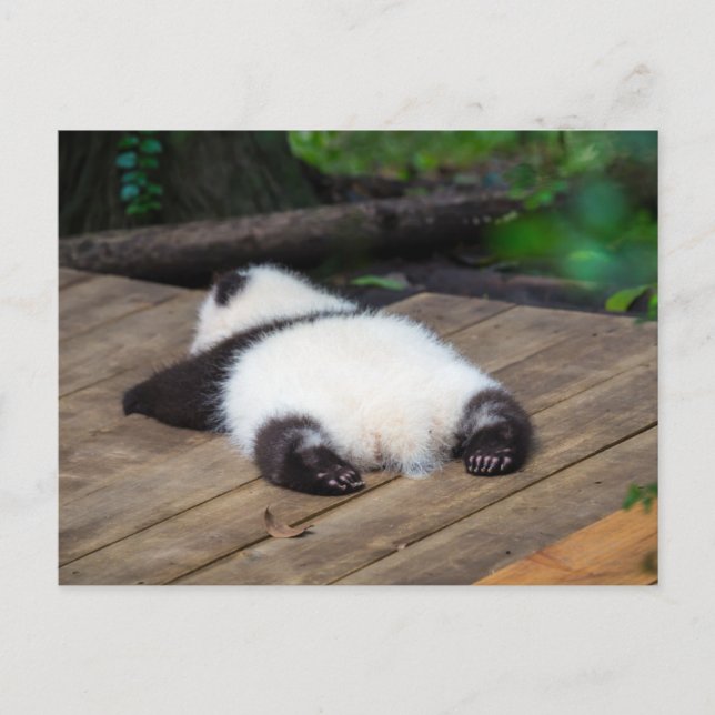 Cutest Baby Animals | Baby Giant Panda Sleeping Postcard (Front)