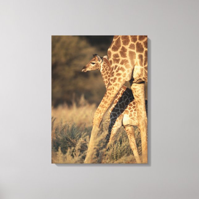 Cutest Baby Animals | Baby Giraffe & Parent Canvas Print (Front)