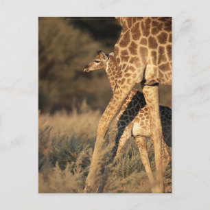 Cutest Baby Animals   Baby Giraffe & Parent Postcard