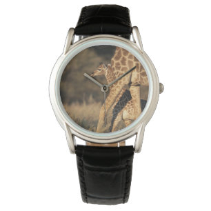 Cutest Baby Animals   Baby Giraffe & Parent Watch
