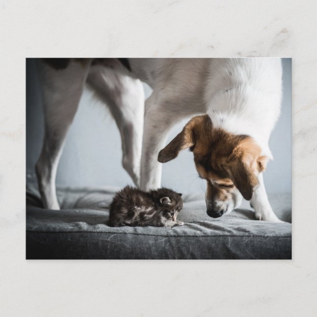 Cutest Baby Animals | Baby Kitten & Dog Postcard (Front)