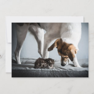 Cutest Baby Animals Baby Kitten & Dog Thank You Card