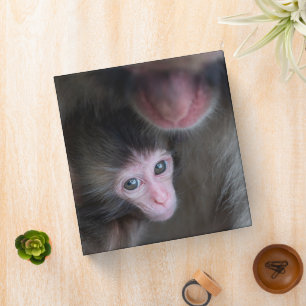 Cutest Baby Animals   Baby Macaque Monkey & Mother Binder