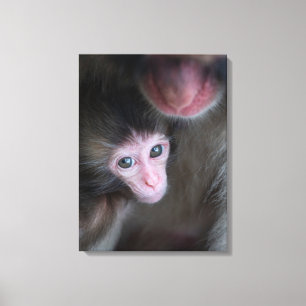 Cutest Baby Animals Baby Macaque Monkey & Mother Canvas Print