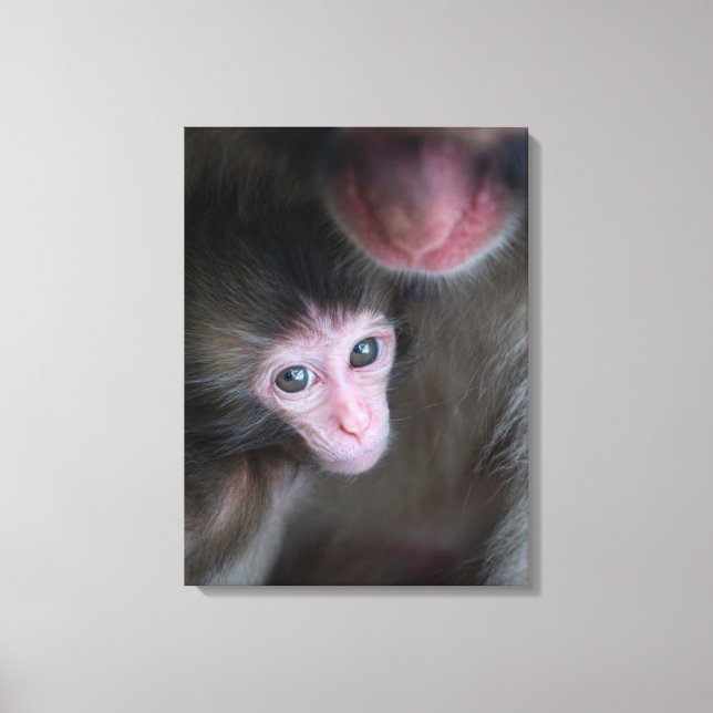 Cutest Baby Animals | Baby Macaque Monkey & Mother Canvas Print (Front)