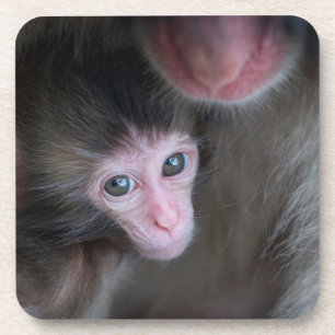 Cutest Baby Animals Baby Macaque Monkey & Mother Coaster