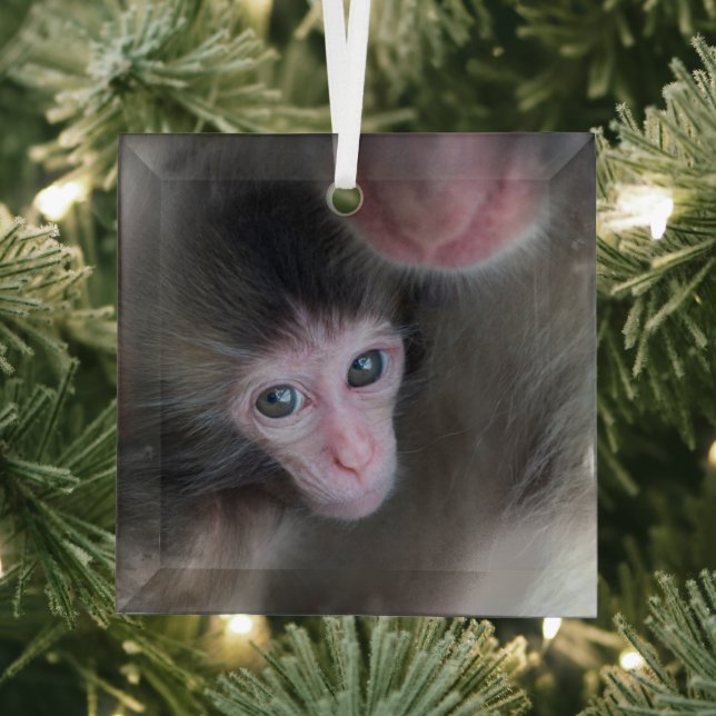 Cutest Baby Animals | Baby Macaque Monkey & Mother Glass Ornament (Insitu)
