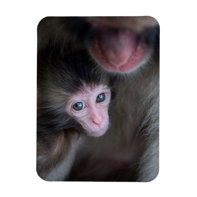 Cutest Baby Animals | Baby Macaque Monkey & Mother Magnet (Vertical)