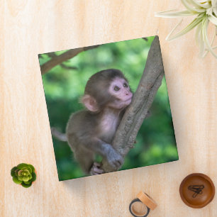 Cutest Baby Animals Baby Monkey Binder