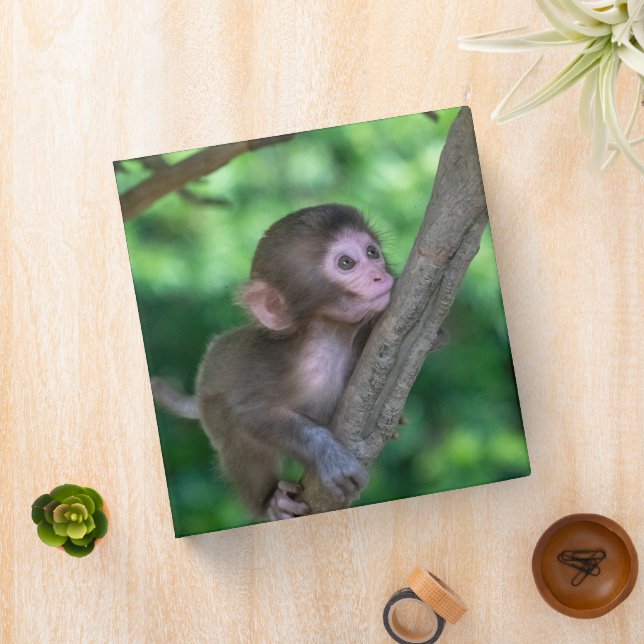 Cutest Baby Animals | Baby Monkey Binder (In Situ)
