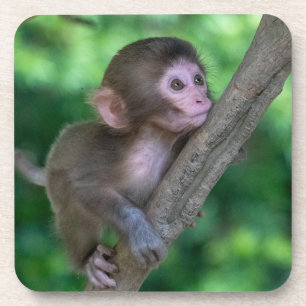 Cutest Baby Animals Baby Monkey Coaster
