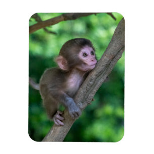 Cutest Baby Animals   Baby Monkey Magnet