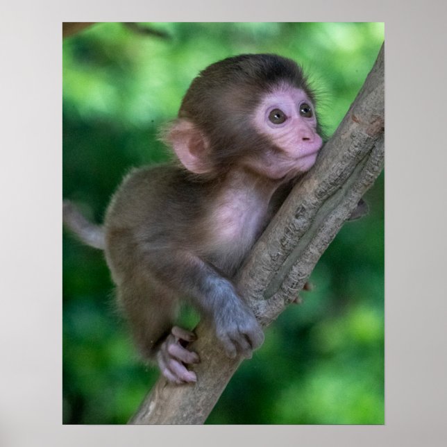 Cutest Baby Animals | Baby Monkey Poster (Front)