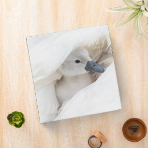 Cutest Baby Animals   Baby Mute Swan Binder